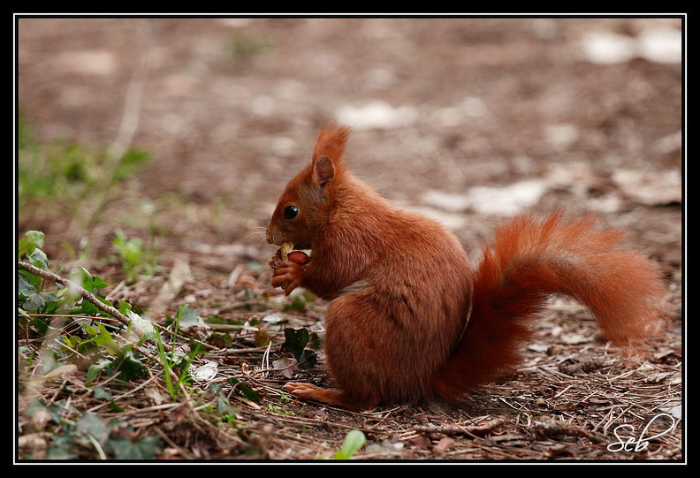 Ecureuil roux : Vive les cacahuètes