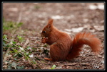 Ecureuil roux : Vive les cacahuètes