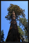 Sequoia vu du sol