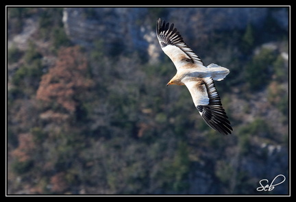 Vautour percnoptère - Virage