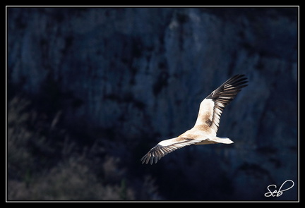 Vautour percnoptère - Notez les couleurs