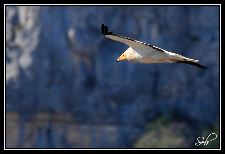 Vautour percnoptère