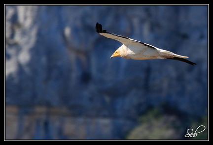 Vautour percnoptère