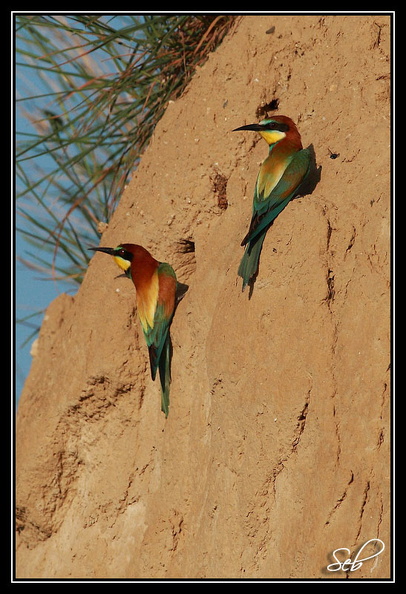 Nom scientifique : Merops apiaster, Biométrie : Taille : 27 à 29 cm, Envergure : 44 à 49 cm, Poids : 44 à 78 g 20090411201432-a39eea93.jpg