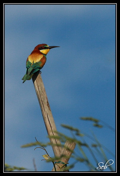 Nom scientifique : Merops apiaster, Biométrie : Taille : 27 à 29 cm, Envergure : 44 à 49 cm, Poids : 44 à 78 g 20090411201438-c3ce49d3.jpg