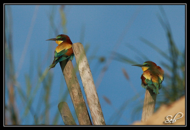 Nom scientifique : Merops apiaster, Biométrie : Taille : 27 à 29 cm, Envergure : 44 à 49 cm, Poids : 44 à 78 g 20090411201444-df858e51.jpg