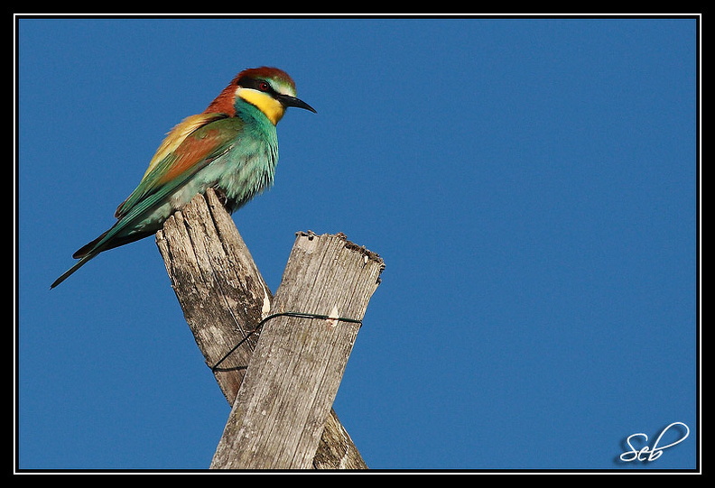 Nom scientifique : Merops apiaster, Biométrie : Taille : 27 à 29 cm, Envergure : 44 à 49 cm, Poids : 44 à 78 g 20090411201451-8fd3129e.jpg