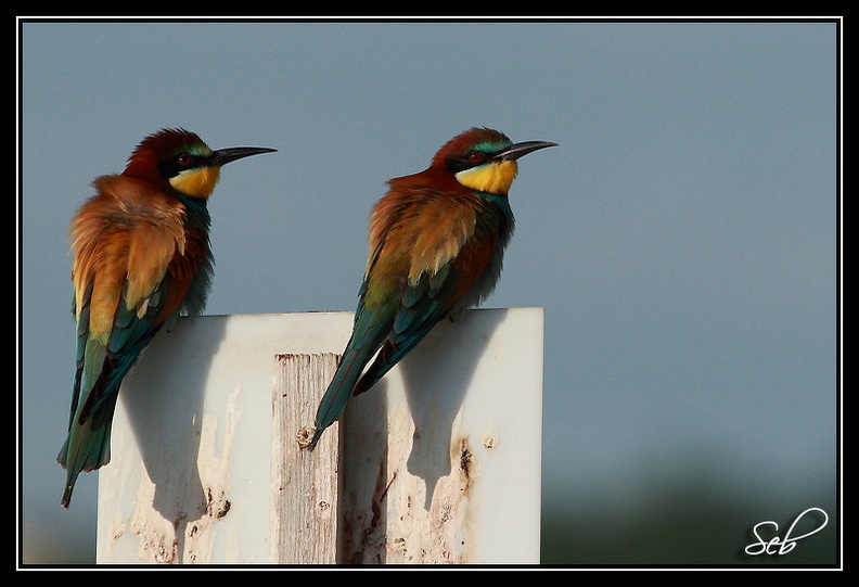 Nom scientifique : Merops apiaster, Biométrie : Taille : 27 à 29 cm, Envergure : 44 à 49 cm, Poids : 44 à 78 g 20090411201505-1c0e061b.jpg