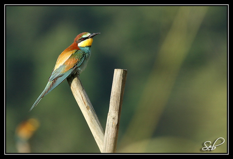 Nom scientifique : Merops apiaster, Biométrie : Taille : 27 à 29 cm, Envergure : 44 à 49 cm, Poids : 44 à 78 g 20090411201511-0437c7df.jpg