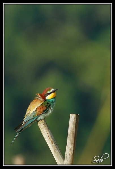 Nom scientifique : Merops apiaster, Biométrie : Taille : 27 à 29 cm, Envergure : 44 à 49 cm, Poids : 44 à 78 g 20090411201522-df951ab4.jpg