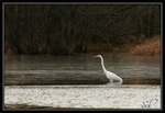 Grande Aigrette