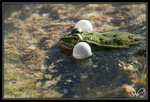 Séries Amphibiens et Invertébrés