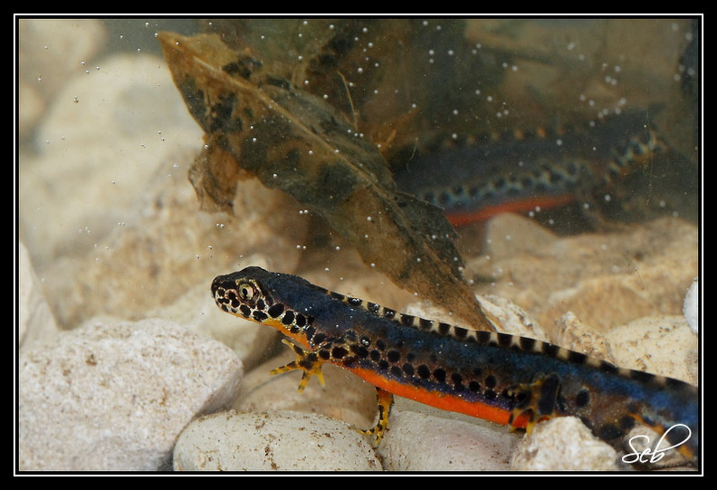 Le triton alpestre (Triturus alpestris) est une espèce de triton relativement fréquente dans les régions tempérées d'Europe, de l'Espagne à l'Ukraine. 20090412150833-5ac6bdc9.jpg