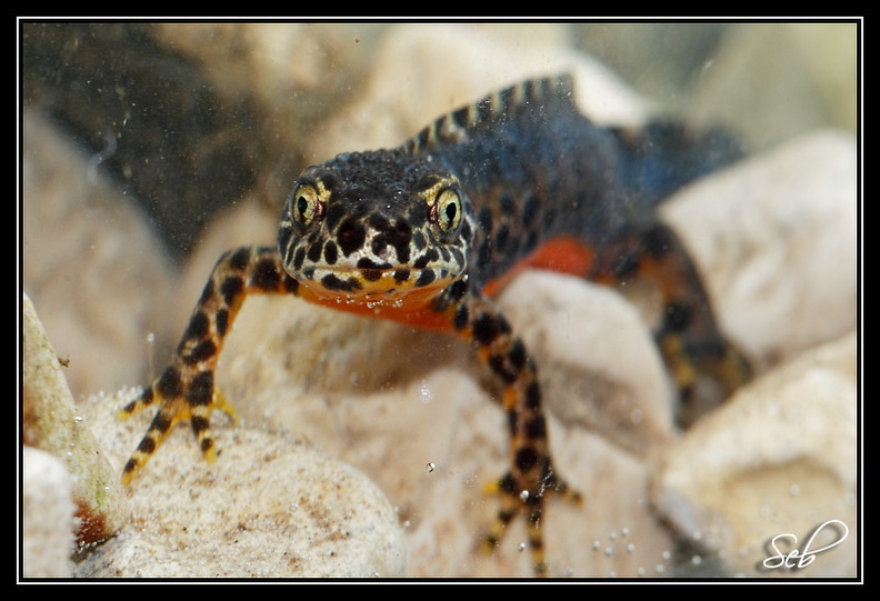 Le triton alpestre (Triturus alpestris) est une espèce de triton relativement fréquente dans les régions tempérées d'Europe, de l'Espagne à l'Ukraine. 20090412150839-6dd891a3.jpg