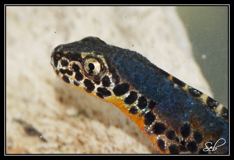 Le triton alpestre (Triturus alpestris) est une espèce de triton relativement fréquente dans les régions tempérées d'Europe, de l'Espagne à l'Ukraine. 20090412150844-0bb41ec2.jpg