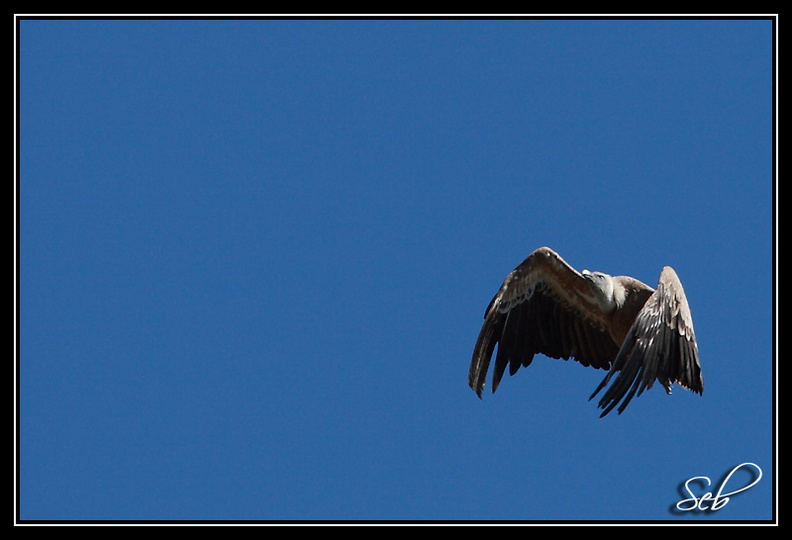 Vautour Fauve