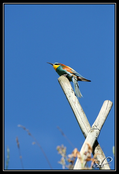 Nom scientifique : Merops apiaster, Biométrie : Taille : 27 à 29 cm, Envergure : 44 à 49 cm, Poids : 44 à 78 g 20090517194043-0e1638a2.jpg