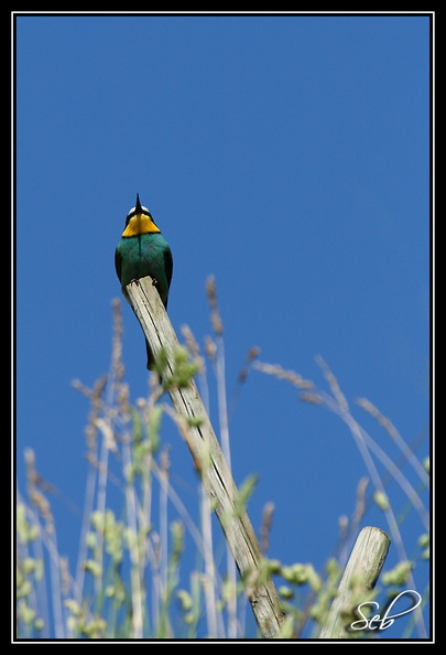 Nom scientifique : Merops apiaster, Biométrie : Taille : 27 à 29 cm, Envergure : 44 à 49 cm, Poids : 44 à 78 g 20090517194100-b417f826.jpg