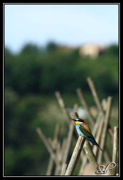 Nom scientifique : Merops apiaster, Biométrie : Taille : 27 à 29 cm, Envergure : 44 à 49 cm, Poids : 44 à 78 g 20090517194113-b74636b0.jpg