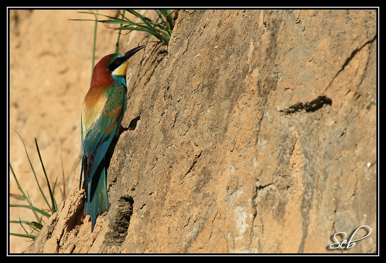 Nom scientifique : Merops apiaster, Biométrie : Taille : 27 à 29 cm, Envergure : 44 à 49 cm, Poids : 44 à 78 g 20090517194120-5104086e.jpg
