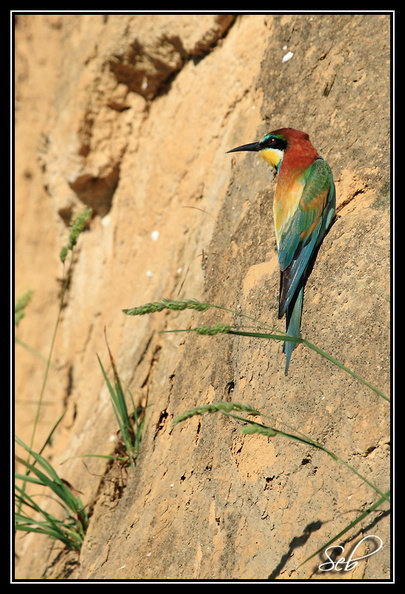 Nom scientifique : Merops apiaster, Biométrie : Taille : 27 à 29 cm, Envergure : 44 à 49 cm, Poids : 44 à 78 g 20090517194133-4032749d.jpg