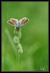 Azuré de la Bugrane femelle