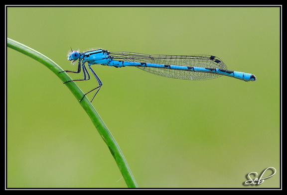 Agrion - mâle d' Enallagma cyathigerum