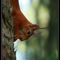 Ecureuil roux : La tête en bas