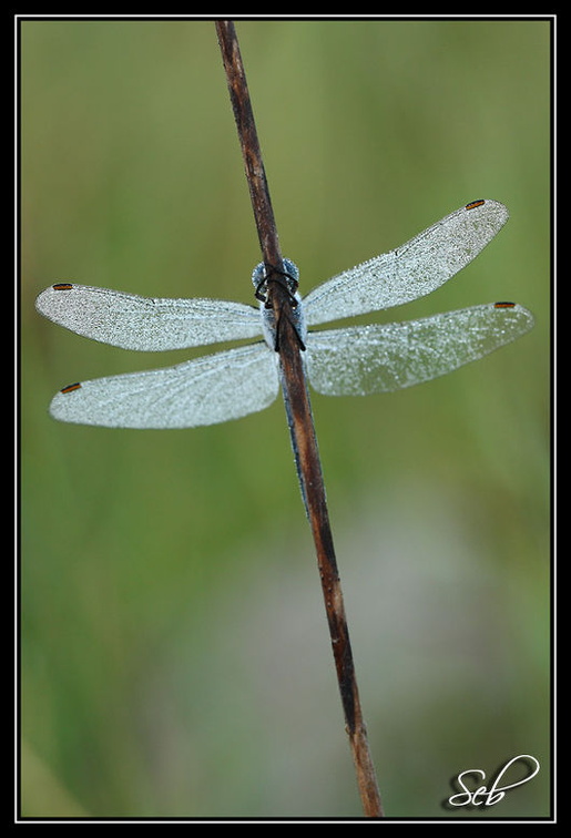 Libellule Bleue : Alignement