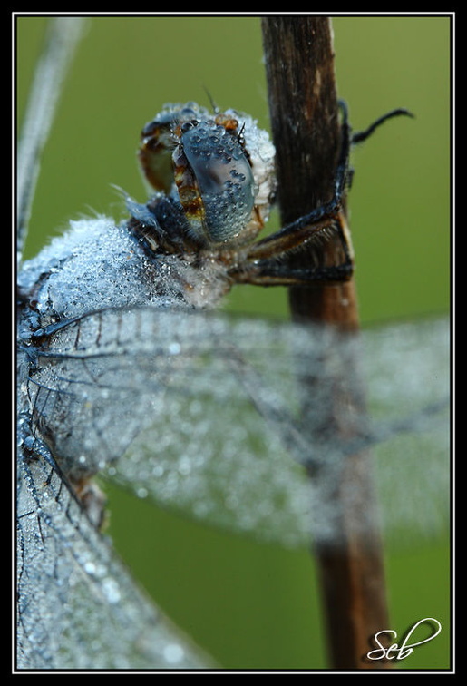 Libellule Bleue : Gros plan