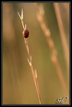 Coccinelle au levé du jour