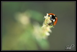 Coccinelle