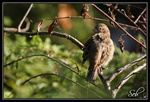 Moineau domestique : Réveil