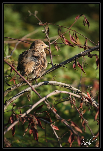 Moineau domestique : Boule de plumes