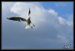 Mouette agression