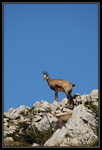 Chamois : Je suis perché