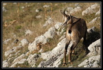 Chamois : J'ai monté tout ça !!