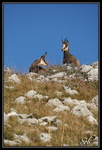 Chamois : Tu me dis si tu vois quelque chose