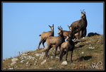 Chamois : Groupe sur le départ