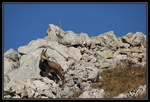 Chamois : bébé qui attend