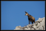 Chamois : Un beau male