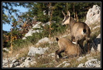 Chamois : La tétée