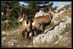 Chamois : Mais non je ne boude pas