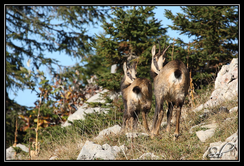 Chamois : Mimétisme 