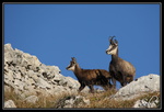 Chamois : En attente