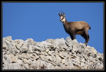 Chamois : Sur un mur perché