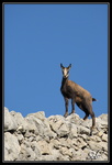 Chamois : Je te vois !!!