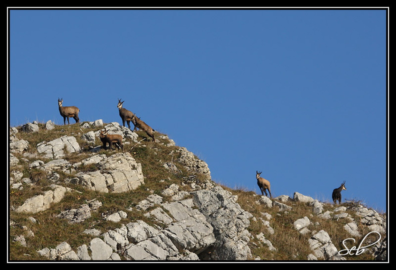 Chamois : Photo de famille