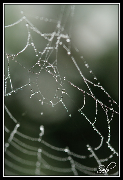 Collier de perles