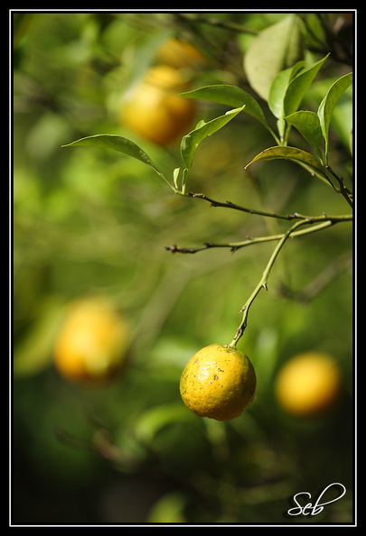 Un concentré de soleil